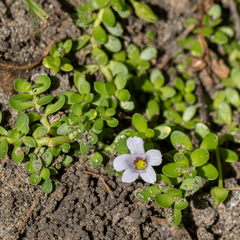 Bacopa