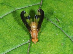 Toxonevra superba