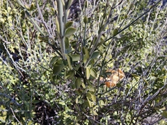 Mirandea huastecensis