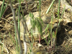 Testudo graeca armeniaca
