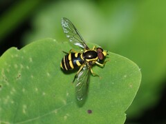 Xanthogramma flavipes
