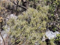 Mirandea huastecensis