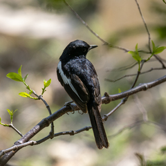Copsychus albospecularis
