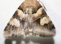 Drasteria pallescens