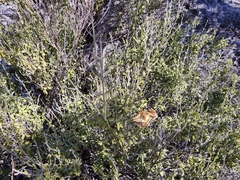 Mirandea huastecensis