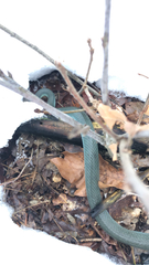 Coluber constrictor foxii