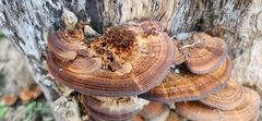 Hexagonia