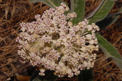 Asclepias eriocarpa