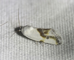 Ponometia binocula