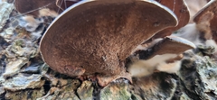 Hexagonia