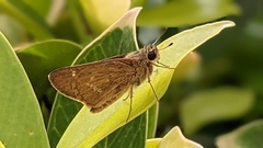 Pelopidas mathias