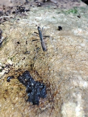 Micrelytra fossularum