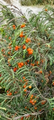 Passerina ericoides