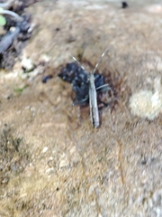 Micrelytra fossularum