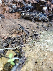 Micrelytra fossularum