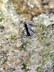 Micrelytra fossularum