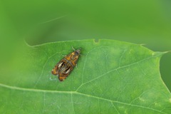 Olethreutes arcuella