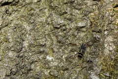 Xylotrechus antilope
