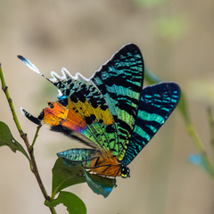 Chrysiridia rhipheus