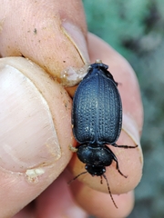 Licinus