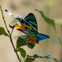 Chrysiridia rhipheus