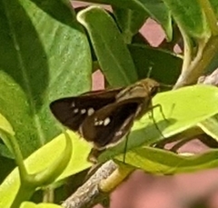 Pelopidas mathias