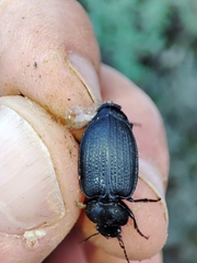 Licinus