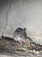 Peromyscus gossypinus allapaticola
