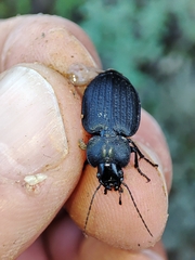 Licinus