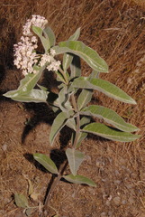 Asclepias eriocarpa