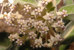 Asclepias eriocarpa