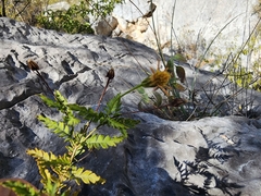 Chrysactinia pinnata