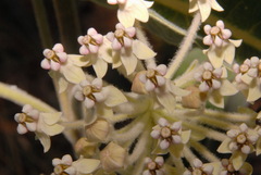 Asclepias eriocarpa