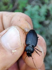 Licinus