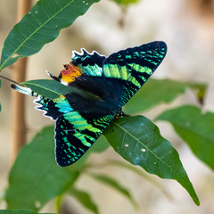 Chrysiridia rhipheus