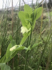 Lathyrus ochrus