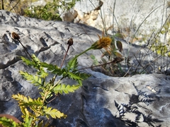 Chrysactinia pinnata