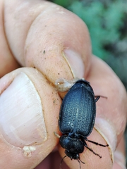 Licinus