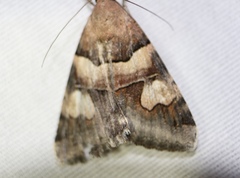 Drasteria pallescens