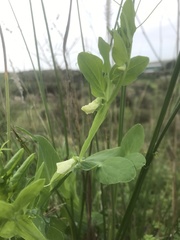 Lathyrus ochrus