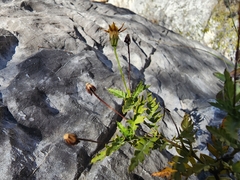 Chrysactinia pinnata