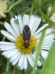 Ochrimnus lineoloides