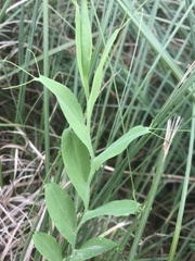 Lathyrus ochrus