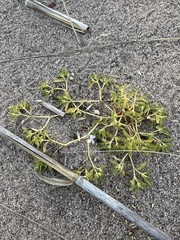 Euphorbia polygonifolia