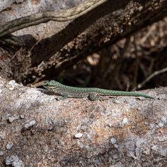 Phelsuma abbotti chekei