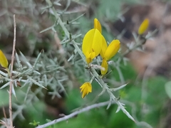 Ulex argenteus argenteus