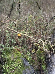 Tremella mesenterica