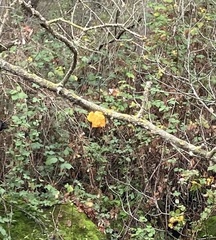 Tremella mesenterica