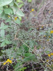 Ulex argenteus argenteus