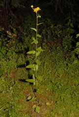 Senecio triangularis